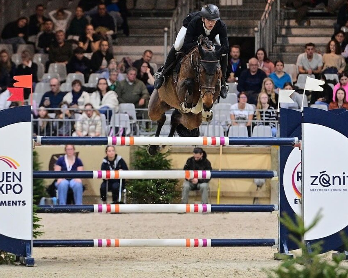 jumper Quelle Diamant Mxl (Belgian Warmblood, 2016, from Diamant de Semilly)