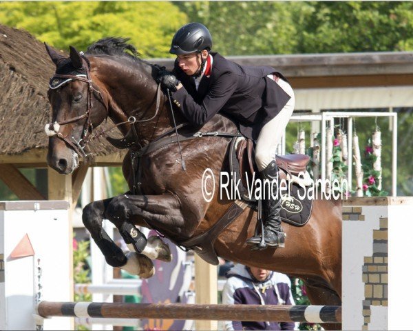 stallion Elexir van Paemel (Belgian Warmblood, 2004, from Caretino)