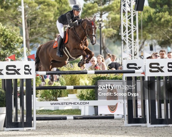 jumper Flair (KWPN (Royal Dutch Sporthorse), 2010, from Zirocco Blue)