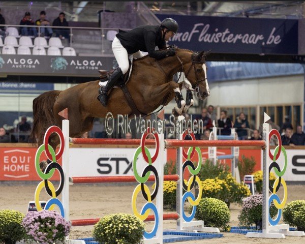 jumper One To Watch (anglo european sporthorse, 2012, from Kannan)