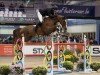 jumper One To Watch (anglo european sporthorse, 2012, from Kannan)