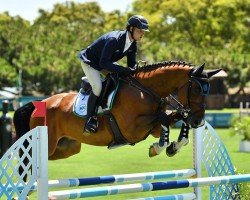 jumper Sinnaiko PS (Oldenburg show jumper, 2016, from Singular Ls La Silla)