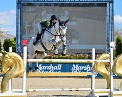 Springpferd Fender P.S. (KWPN (Niederländisches Warmblut), 2010, von Carthino Z)