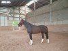 dressage horse Wilma Louise (Hanoverian, 2005, from Worldly I)