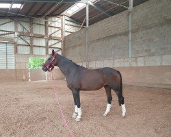 dressage horse Wilma Louise (Hanoverian, 2005, from Worldly I)