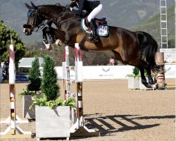 jumper Gillion ES (KWPN (Royal Dutch Sporthorse), 2011, from Lamm de Fétan)