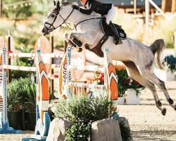 jumper Bling vd Duvelshoeve Z (Zangersheide riding horse, 2013, from Bamako de Muze)