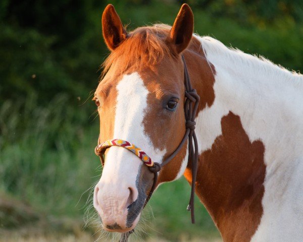 horse Lady Ann Bueno (Paint Horse, 2010)