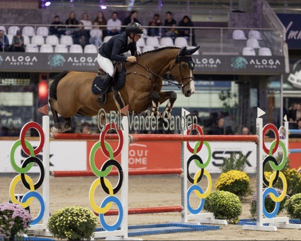 jumper Cum Laude (Oldenburg show jumper, 2014, from Cooper van de Heffinck)