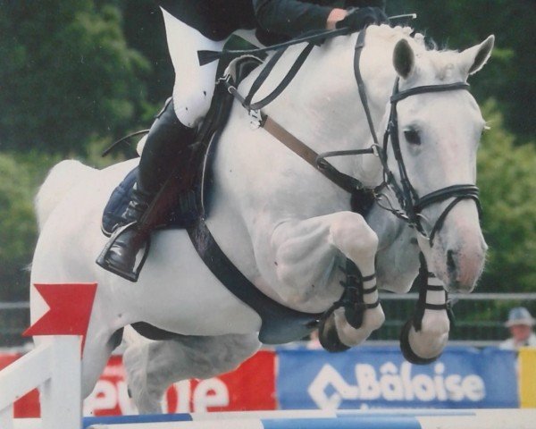 horse Garantie (Hanoverian, 1997, from Graf Sponeck)