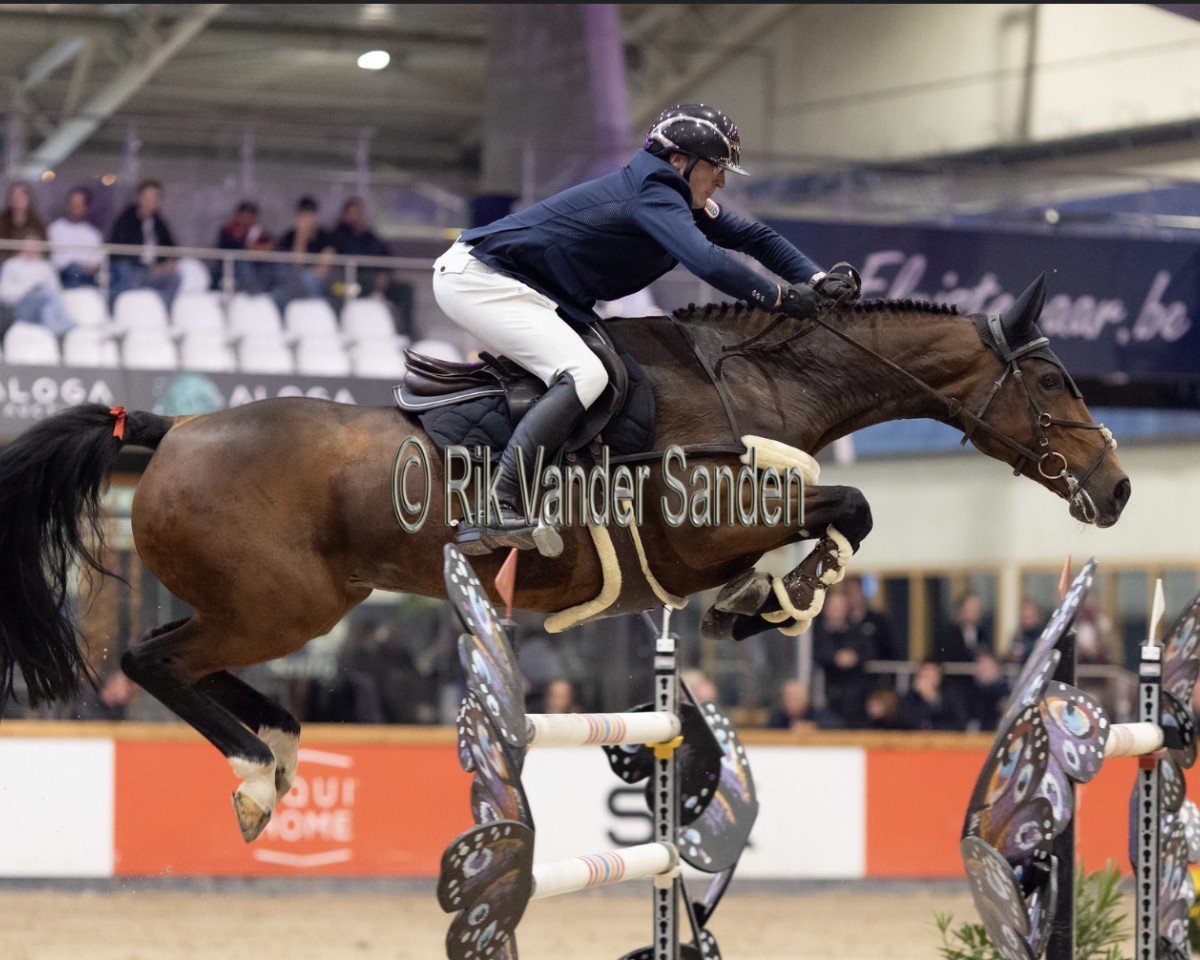 jumper Hubertushof's No Problem (Hanoverian, 2014, from No Name 53)