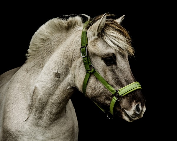 horse Uvås (Fjord Horse, 2023, from Olaf)