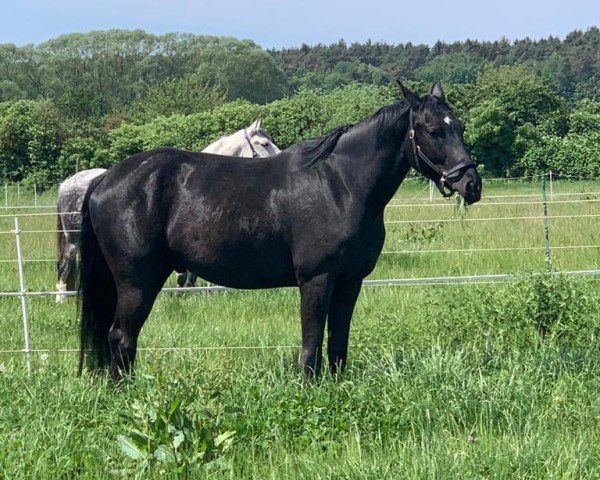 dressage horse FouFou (Hanoverian, 2018, from Finest)