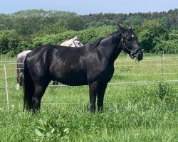 dressage horse FouFou (Hanoverian, 2018, from Finest)