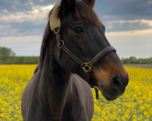 horse Madame 84 (Alt-Oldenburger / Ostfriesen, 1996)