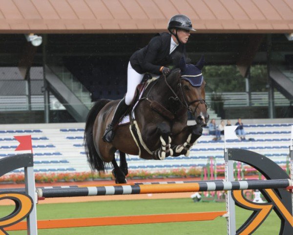 jumper First Boy B.b. (KWPN (Royal Dutch Sporthorse), 2010, from Hamlet)