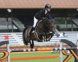 Springpferd First Boy B.b. (KWPN (Niederländisches Warmblut), 2010, von Hamlet)