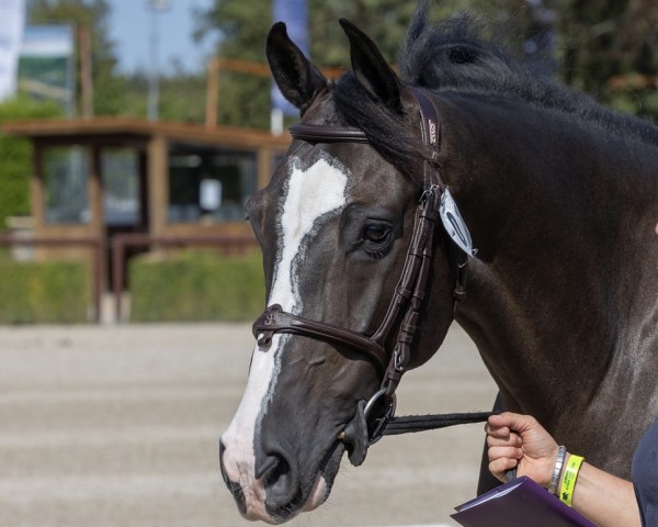 jumper Lucky Chance Z (Zangersheide riding horse, 2018, from Casall)