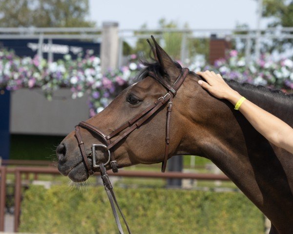 Springpferd Go Go Nevada (KWPN (Niederländisches Warmblut), 2011, von Ustinov)