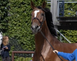 jumper Kandide Chavannaise (anglo european sporthorse, 2016, from Cicero Z van Paemel)