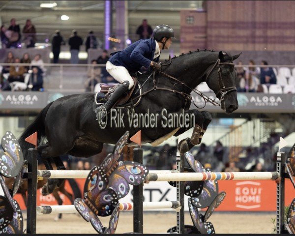 Springpferd Lover Boy van het Schaeck (Belgisches Warmblut, 2011, von Elvis Ter Putte)