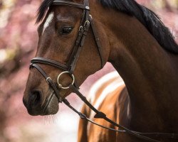 Springpferd Paulien Van Lietbeka (Belgisches Warmblut, 2015, von Catoki)