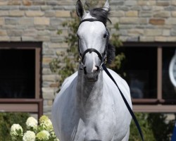 jumper Amazing Z (Zangersheide riding horse, 2015, from Ambler Gambler)