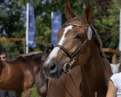 jumper Kardashian (KWPN (Royal Dutch Sporthorse), 2015, from Comme il Faut)