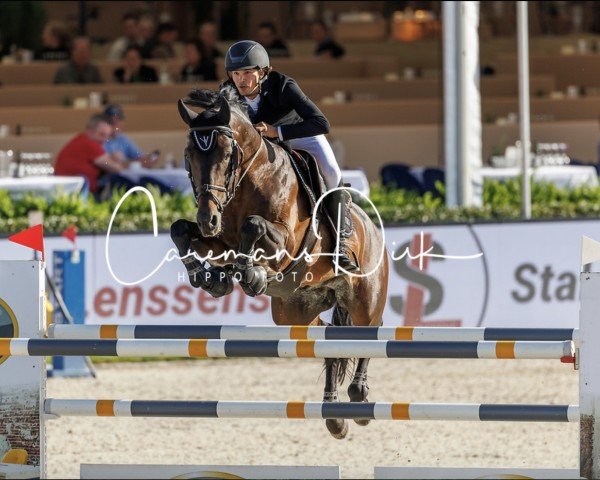 stallion Lucky's Son van 't Welthof (Belgian Warmblood, 2011, from Verdi)