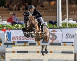 stallion Lucky's Son van 't Welthof (Belgian Warmblood, 2011, from Verdi)