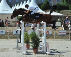 Zuchtstute Fame van de Plataan (Belgisches Warmblut, 2005, von Bentley van de Heffinck)