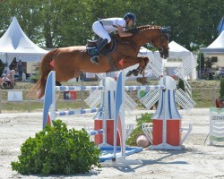 jumper Carlitto van't Zorgvliet (Belgian Warmblood, 2002, from Burggraaf)