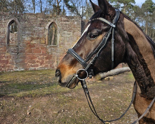 dressage horse Di Claudio (Oldenburg, 2007, from De Niro)