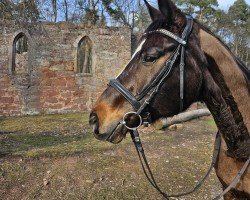 dressage horse Di Claudio (Oldenburg, 2007, from De Niro)