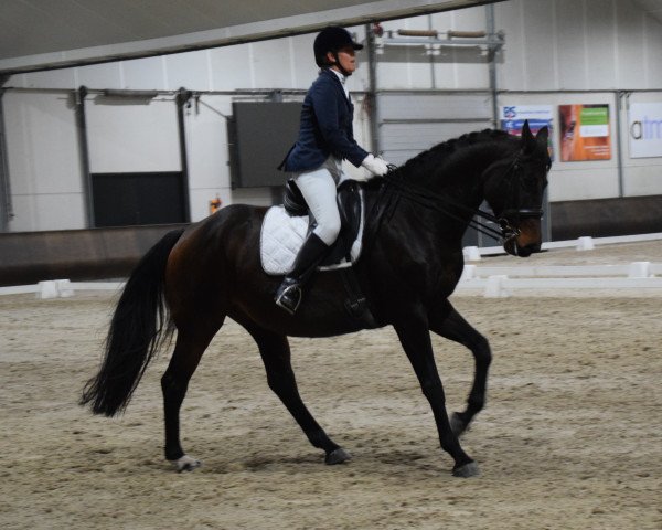 broodmare Jammadena (KWPN (Royal Dutch Sporthorse), 2014, from Estoril)