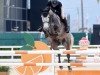 jumper Sam de Lauzelle (Belgian Warmblood, 2018, from Cornet Obolensky)