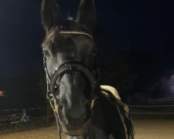 dressage horse Sir Domino (Latvian Warmblood, 2009, from Sir Alfred)