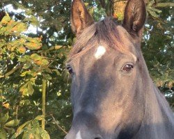 Pferd Marcianito (Pura Raza Espanola (PRE), 2003, von Martinito II)