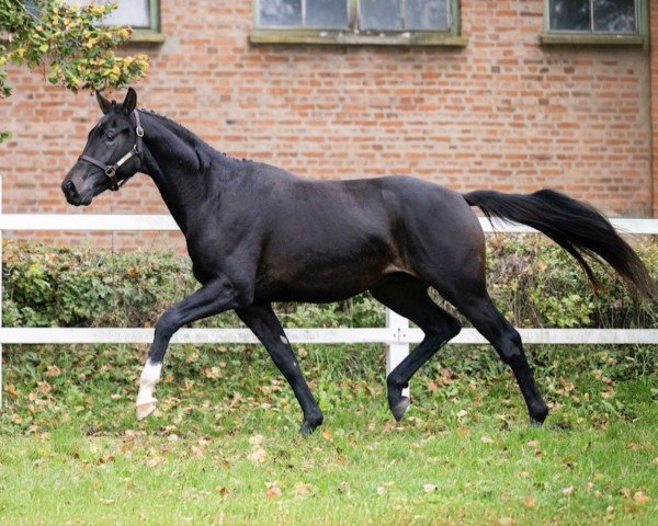 dressage horse KH Karady's Totilano (Oldenburg, 2022, from Glock's Toto Jr.)