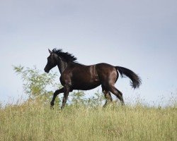 broodmare KH Karady's Cosmopolitan (Ukrainisches riding horse, 2020, from Cicero Z van Paemel)