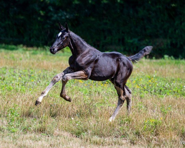 foal by KH Karady's Dreamliner (Oldenburg show jumper, 2024, from Dominator 2000 Z)