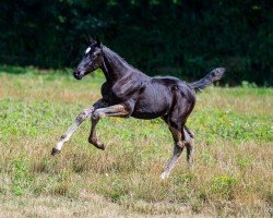 foal by KH Karady's Dreamliner (Oldenburg show jumper, 2024, from Dominator 2000 Z)