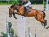 jumper Chaccobo (Oldenburg show jumper, 2010, from Chacco-Blue)