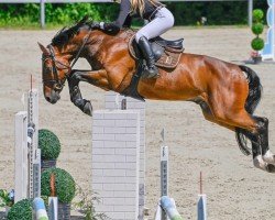 jumper Chaccobo (Oldenburg show jumper, 2010, from Chacco-Blue)