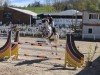 jumper Hickstead Witch (Oldenburg show jumper, 2017, from Hickstead White)