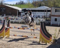 jumper Hickstead Witch (Oldenburg show jumper, 2017, from Hickstead White)