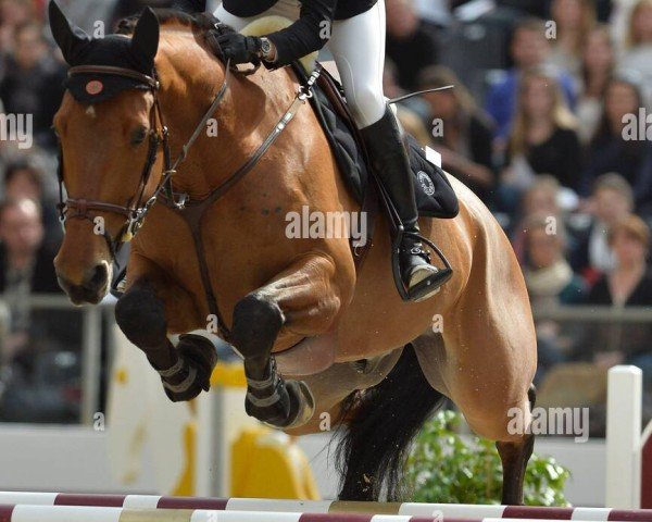 jumper Armani des Maraichers (Belgium Sporthorse, 2006, from Kashmir van't Schuttershof)