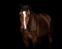 dressage horse Da Vinci 346 (Mecklenburg, 2015, from Do It 31)