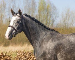 stallion Carthouille Philyra V.v Z (Zangersheide riding horse, 2019, from Carthago)