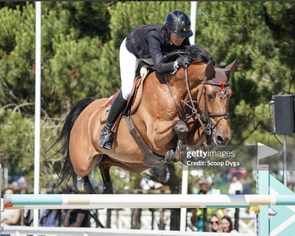 jumper Guust van den Katten Eeck (Swedish Warmblood, 2012, from Zazu)